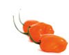 habanero peppers
